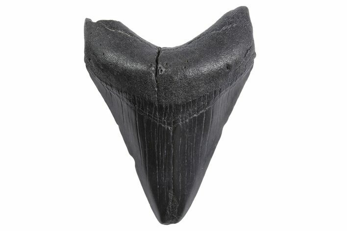 Fossil Megalodon Tooth - South Carolina #299643